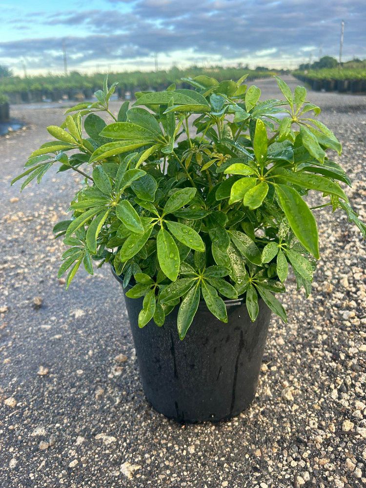 schefflera-arboricola-green-umbrella-tree