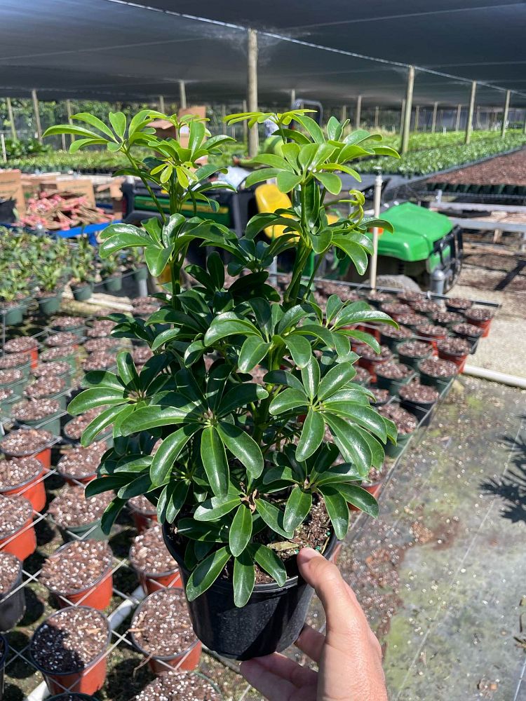 schefflera-arboricola-luseane-moondrop-umbrella-tree