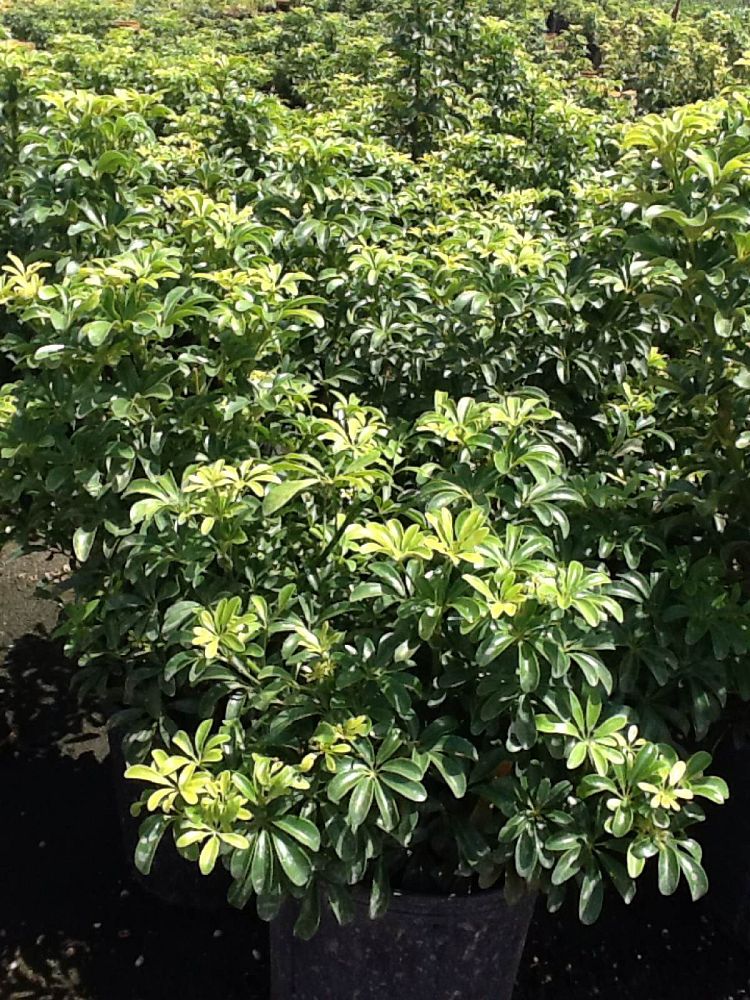 schefflera-arboricola-luseane-umbrella-tree