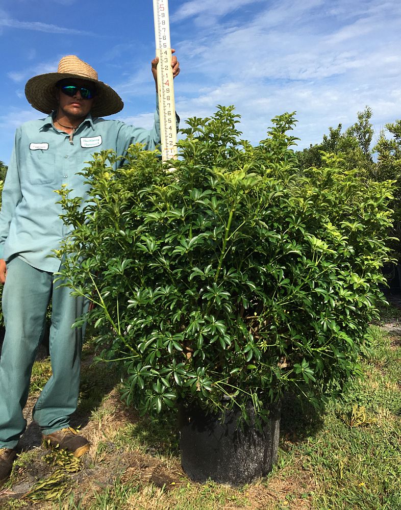schefflera-arboricola-luseane-umbrella-tree