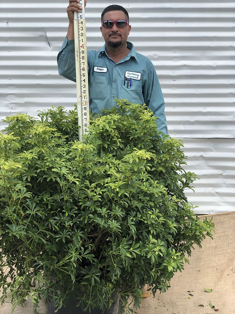 schefflera-arboricola-luseane-umbrella-tree