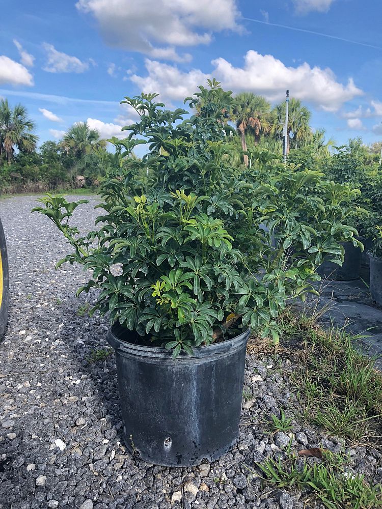 schefflera-arboricola-luseane-umbrella-tree
