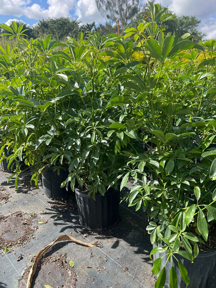 schefflera-arboricola-sun-burst-dwarf-umbrella-plant
