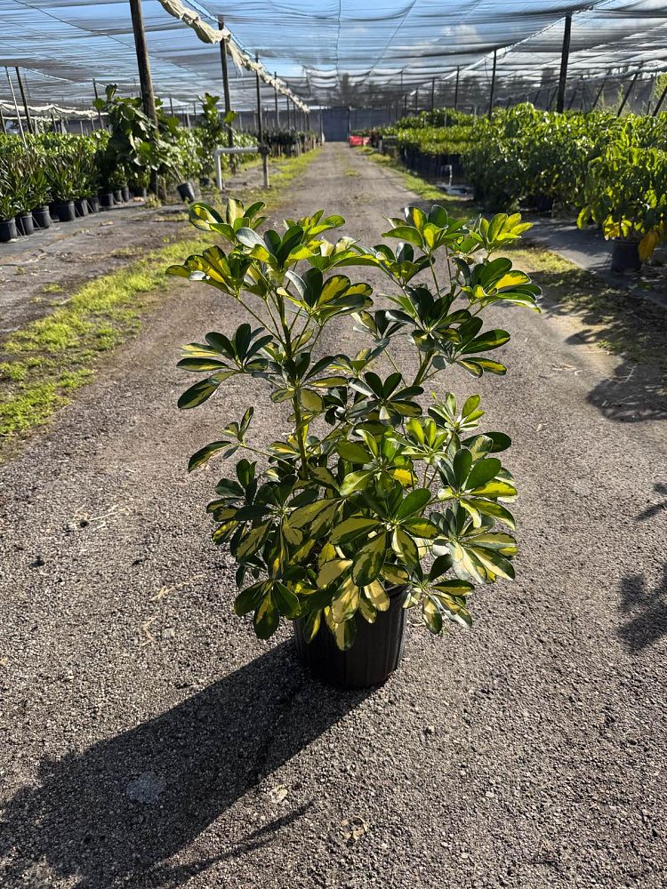 schefflera-arboricola-sunshade-umbrella-tree