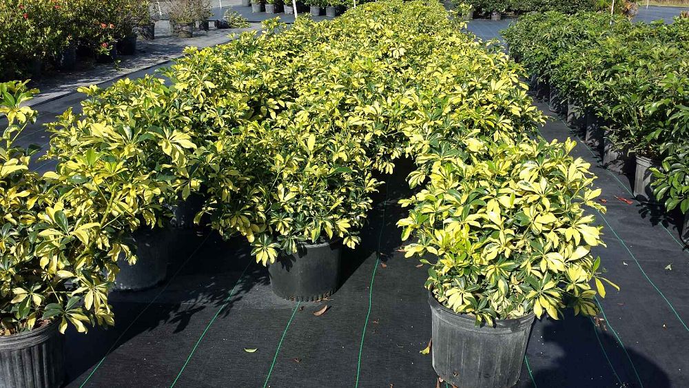 Pioneer Farms Wholesale Trees & Plants