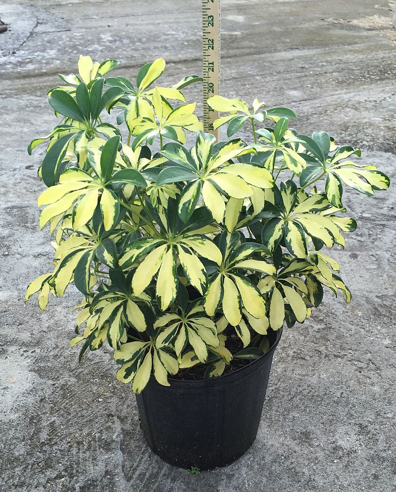 Foliage Plants
