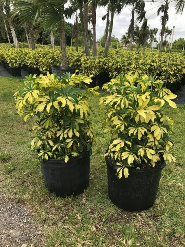 Alvarez & Sons Plant Services