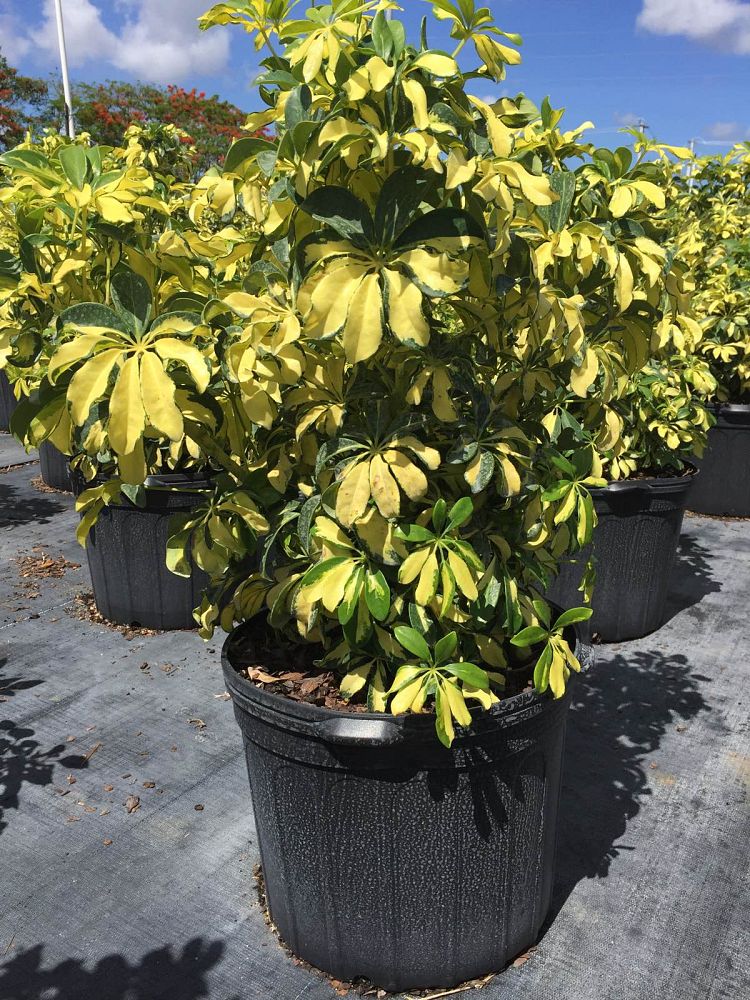 schefflera-arboricola-trinette-umbrella-tree