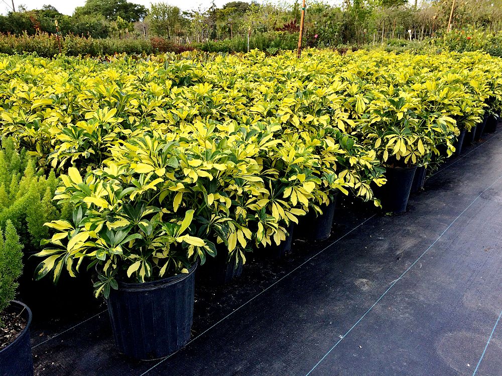 schefflera-arboricola-trinette-umbrella-tree