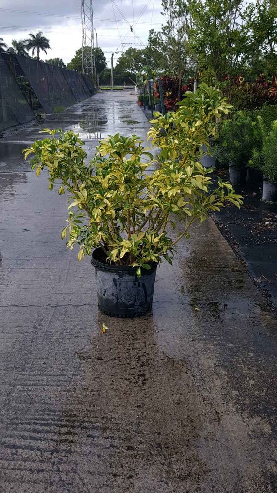 schefflera-arboricola-trinette-umbrella-tree