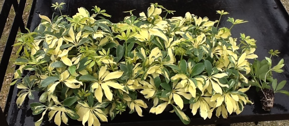 schefflera-arboricola-trinette-umbrella-tree