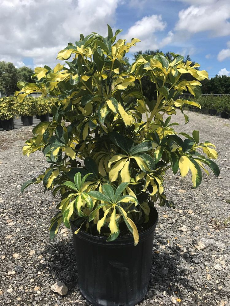 schefflera-arboricola-trinette-umbrella-tree