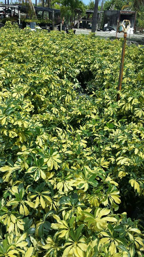 schefflera-arboricola-trinette-umbrella-tree
