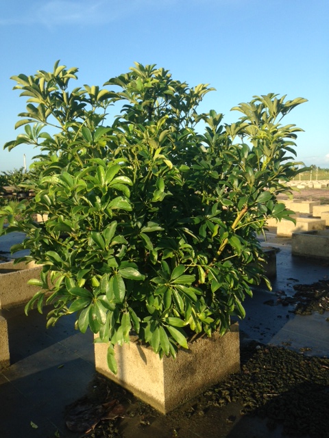schefflera-arboricola-trinette-umbrella-tree