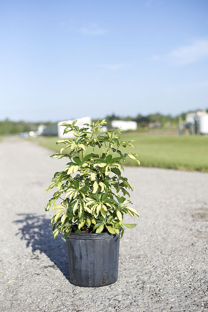 schefflera-arboricola-trinette-umbrella-tree