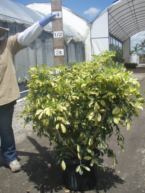 schefflera-arboricola-trinette-umbrella-tree