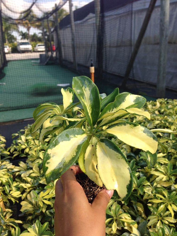 schefflera-arboricola-trinette-umbrella-tree