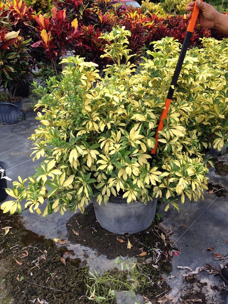 schefflera-arboricola-trinette-umbrella-tree