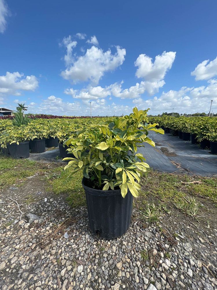 schefflera-arboricola-trinette-umbrella-tree