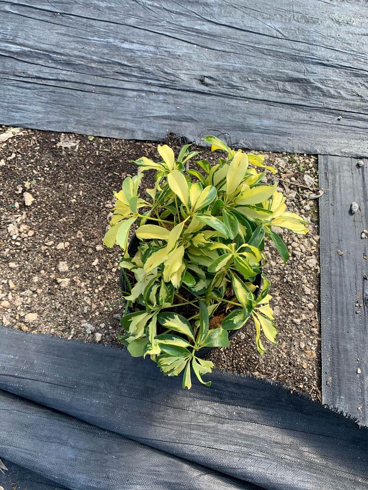 schefflera-arboricola-trinette-umbrella-tree
