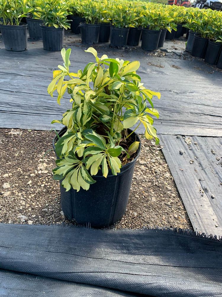 schefflera-arboricola-trinette-umbrella-tree