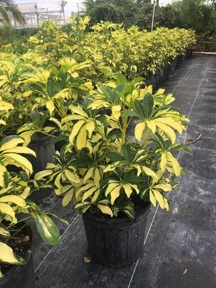 schefflera-arboricola-trinette-umbrella-tree