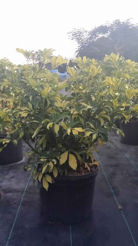 schefflera-arboricola-trinette-umbrella-tree