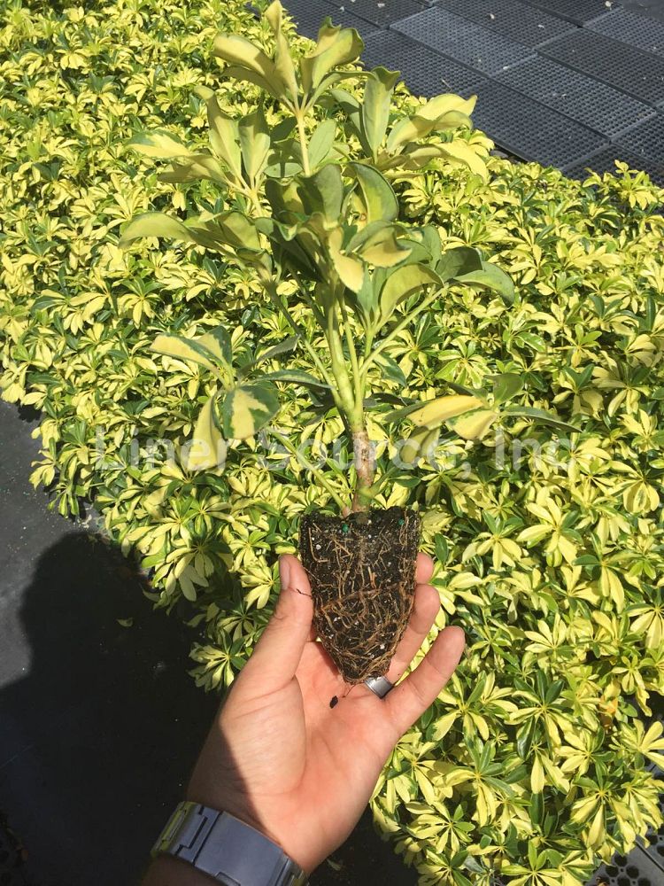 schefflera-arboricola-trinette-umbrella-tree