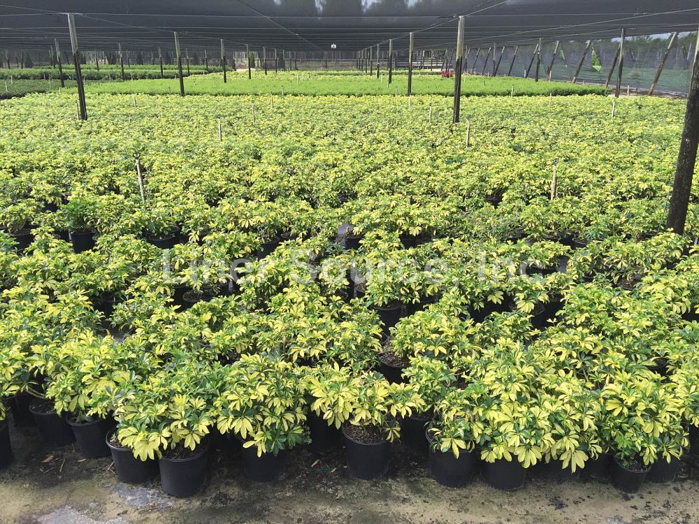 schefflera-arboricola-trinette-umbrella-tree