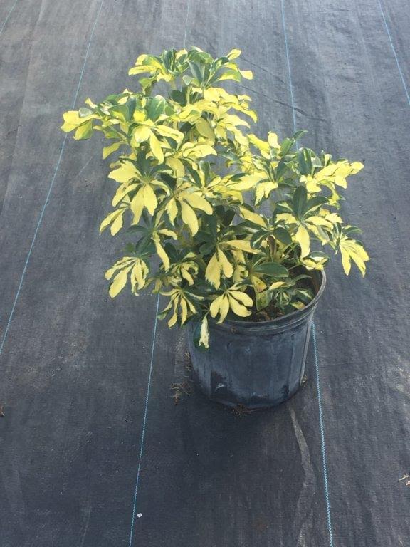 schefflera-arboricola-trinette-umbrella-tree