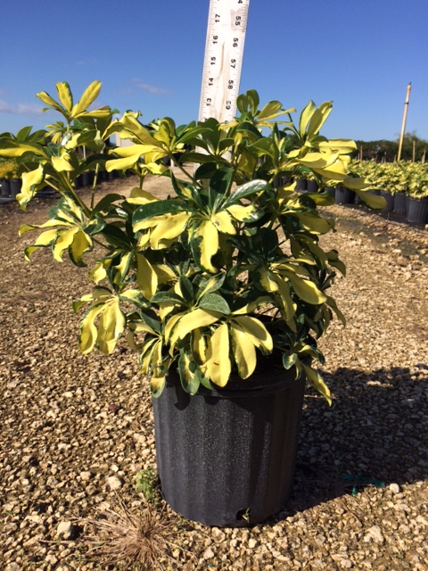 schefflera-arboricola-trinette-umbrella-tree