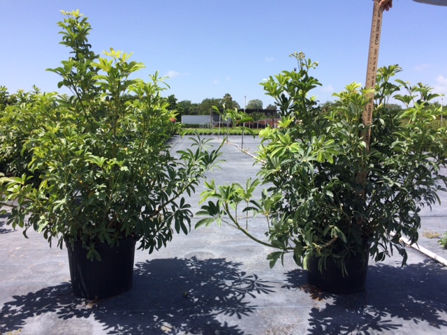 schefflera-arboricola-trinette-umbrella-tree
