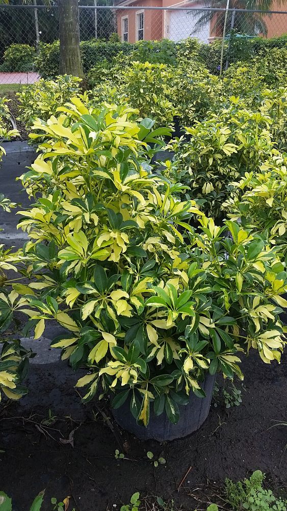 schefflera-arboricola-trinette-umbrella-tree