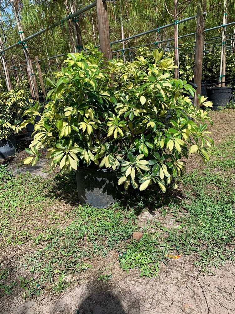 schefflera-arboricola-trinette-umbrella-tree