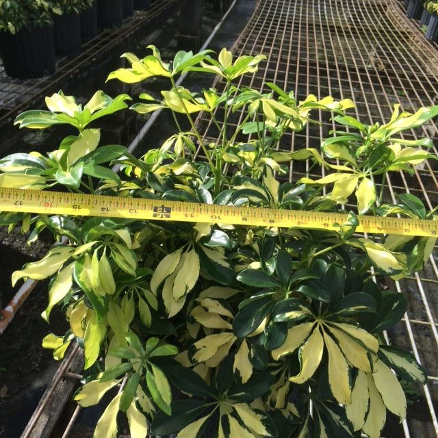 schefflera-arboricola-trinette-umbrella-tree