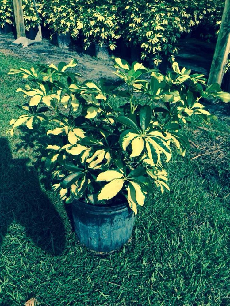schefflera-arboricola-trinette-umbrella-tree