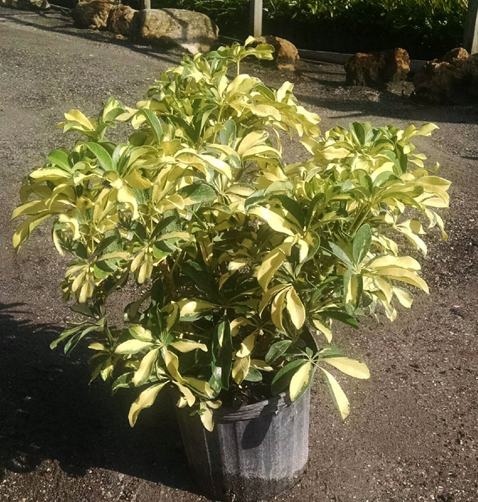 schefflera-arboricola-trinette-umbrella-tree