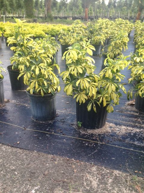 schefflera-arboricola-trinette-umbrella-tree