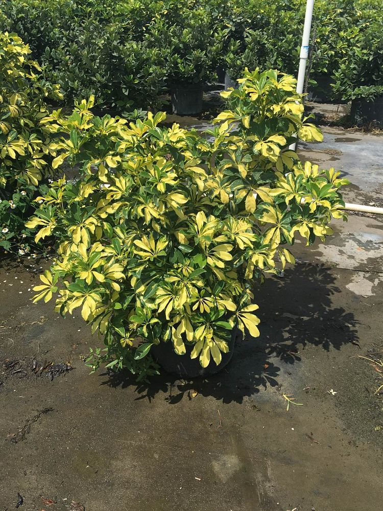 schefflera-arboricola-trinette-umbrella-tree