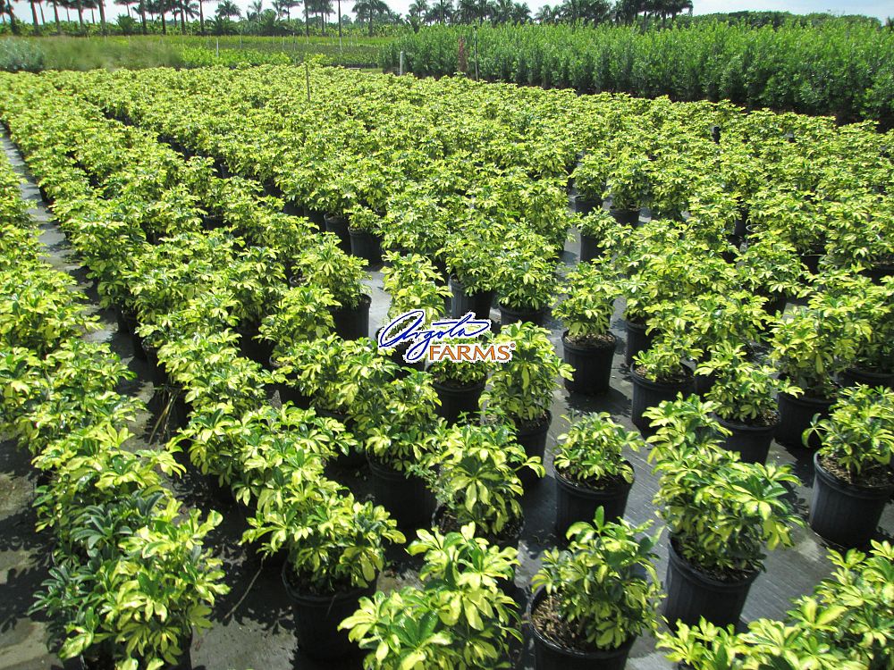 schefflera-arboricola-trinette-umbrella-tree
