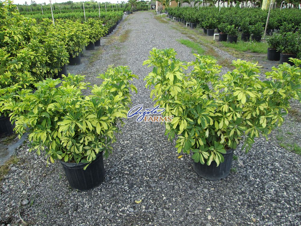 schefflera-arboricola-trinette-umbrella-tree