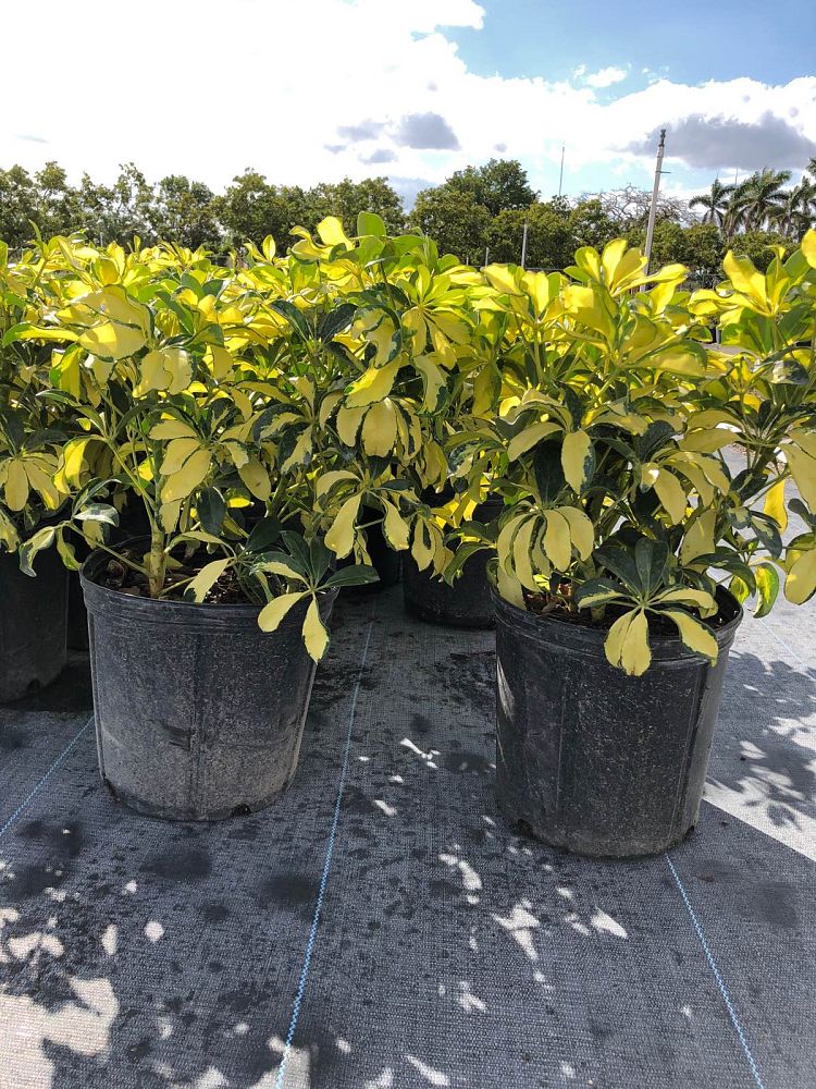 schefflera-arboricola-trinette-umbrella-tree