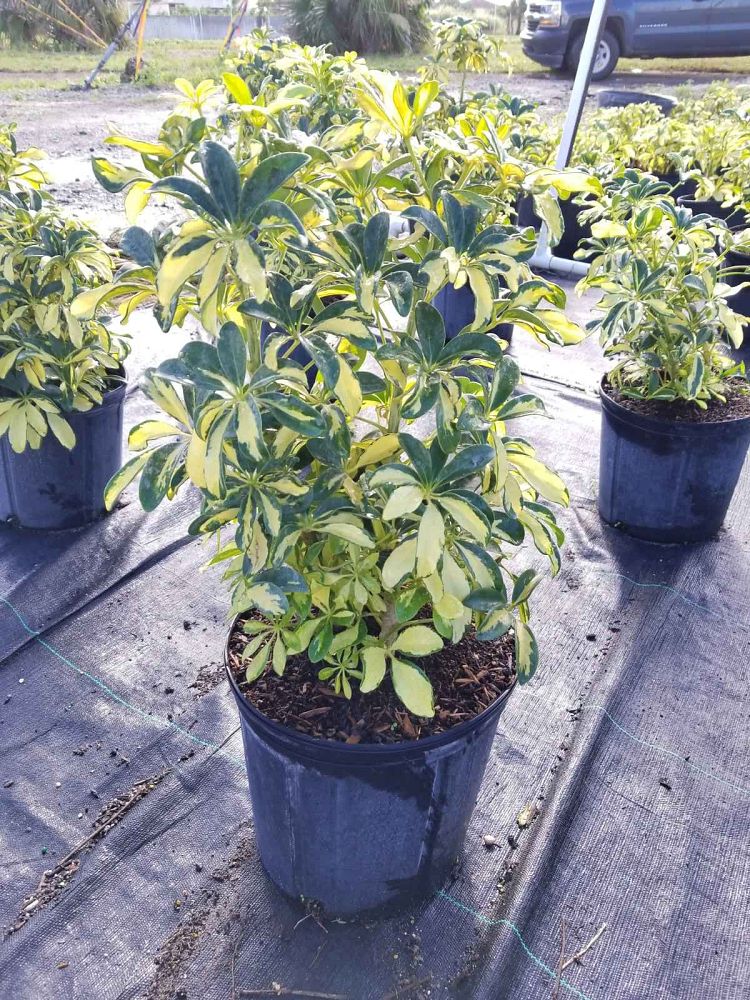schefflera-arboricola-trinette-umbrella-tree