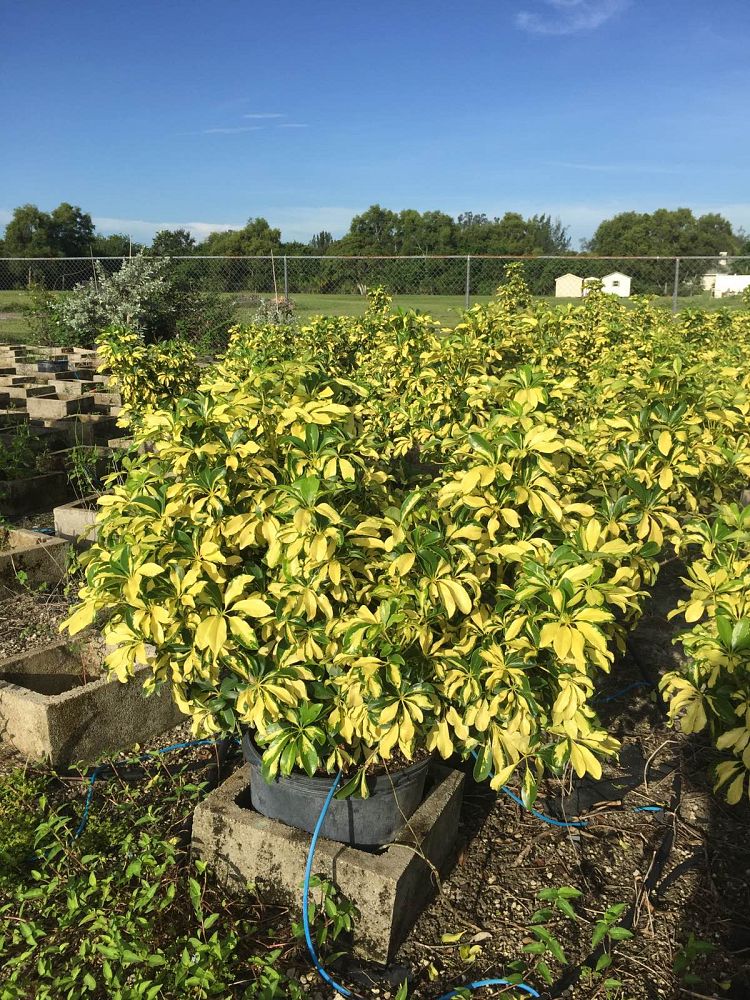 schefflera-arboricola-trinette-umbrella-tree
