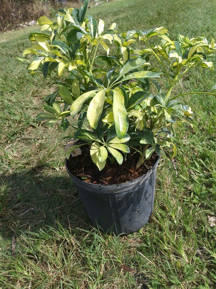 schefflera-arboricola-trinette-umbrella-tree