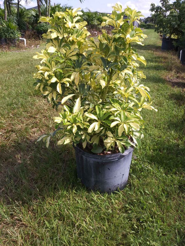 schefflera-arboricola-trinette-umbrella-tree