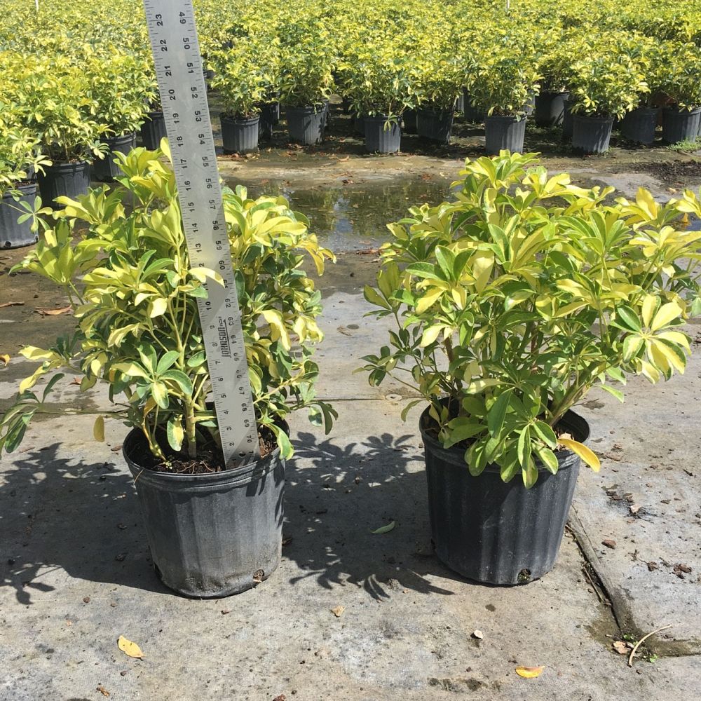 schefflera-arboricola-trinette-umbrella-tree