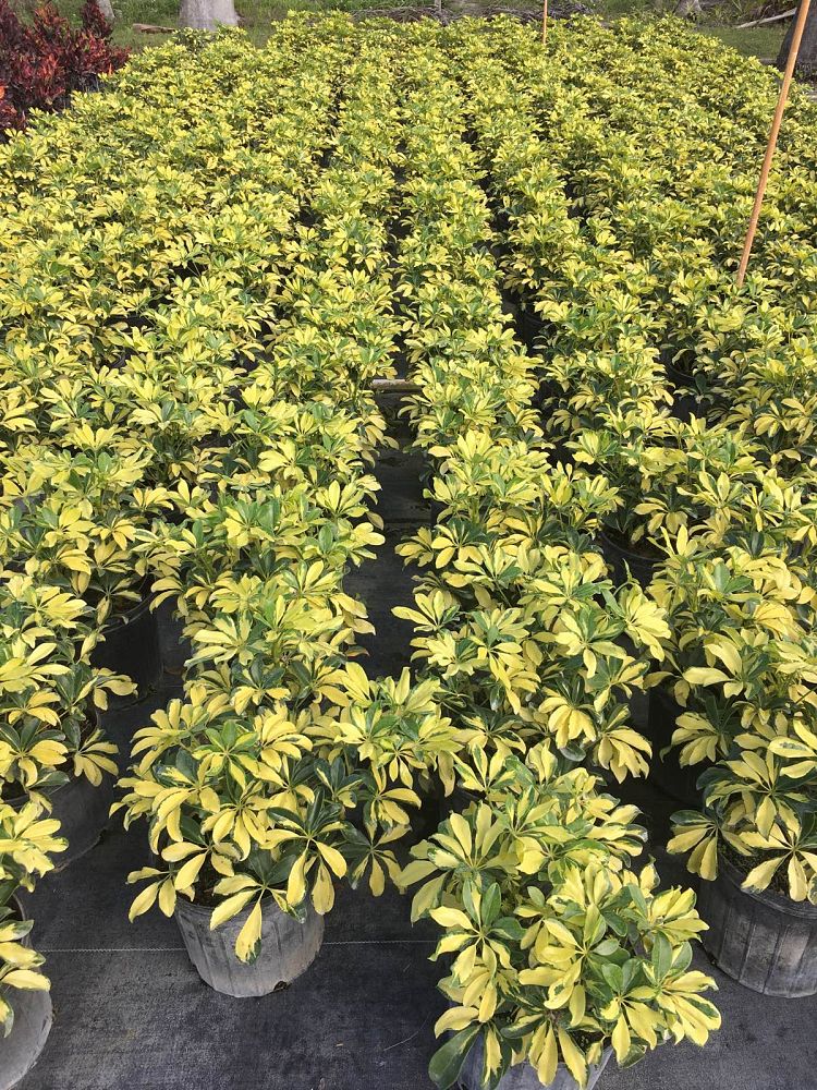 schefflera-arboricola-trinette-umbrella-tree