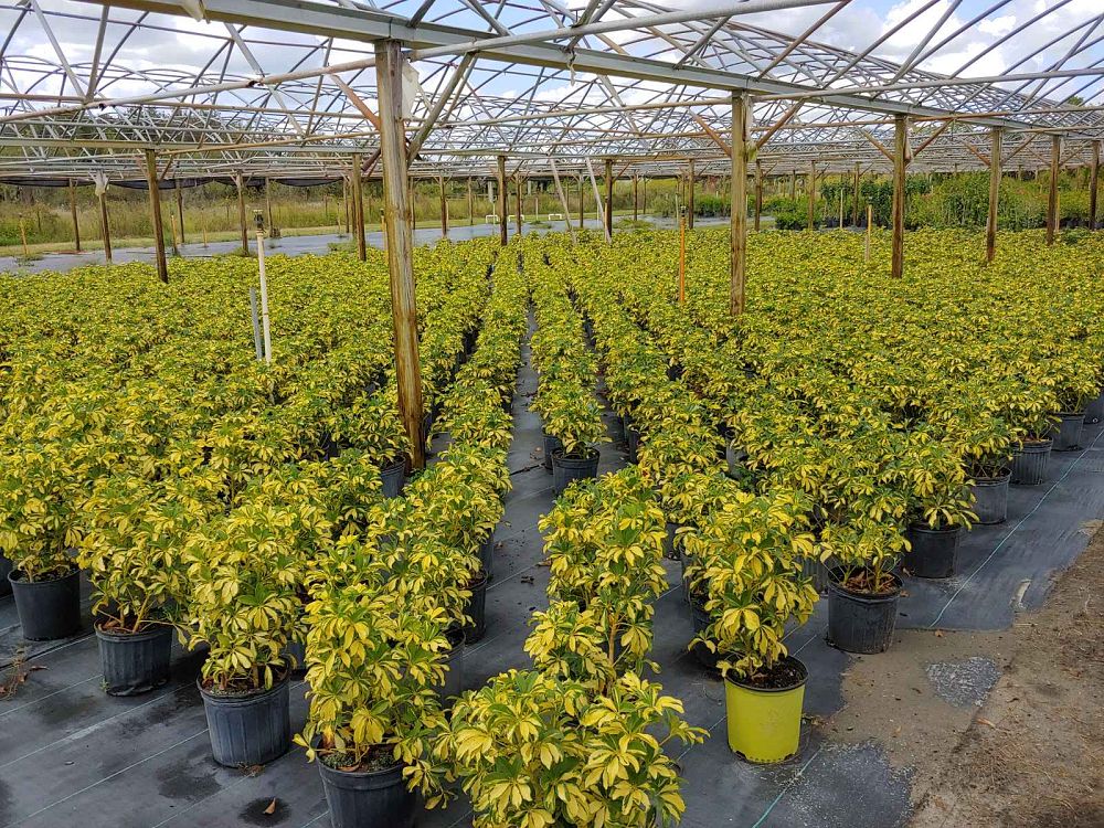 schefflera-arboricola-trinette-umbrella-tree