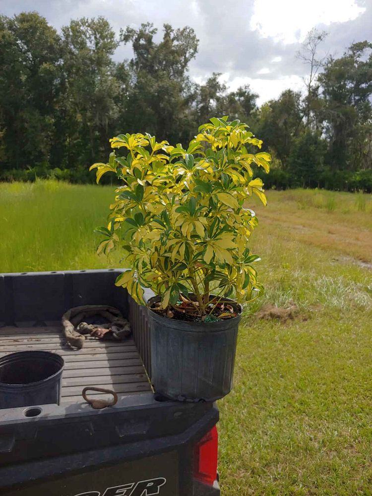 schefflera-arboricola-trinette-umbrella-tree